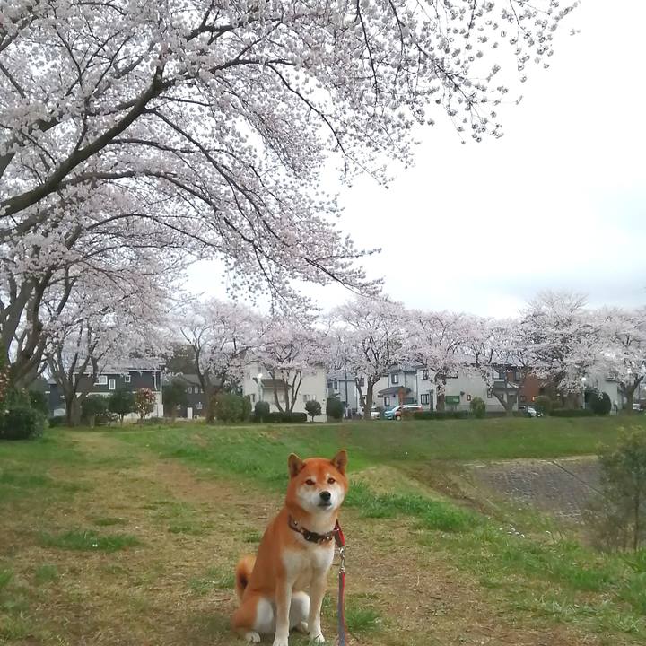 99472911 c178 4026 9dfa a260e27a6243 1648634696609