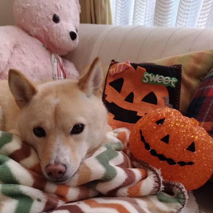 9949771c 568b 49c8 ac24 11d34539002c 1540773351306