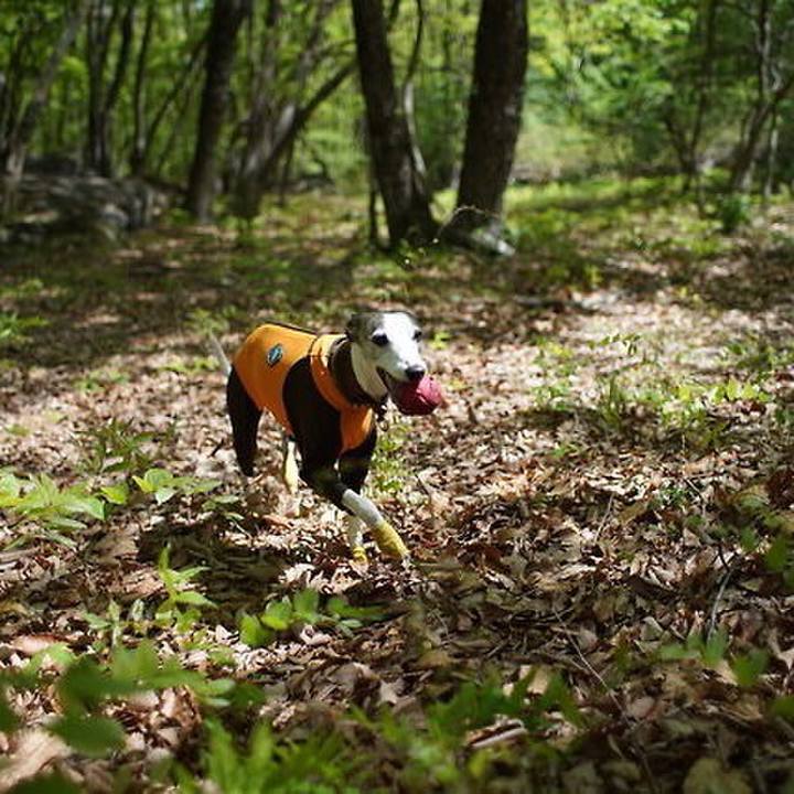 994d0bea db7a 409d b340 a5767e78c34a 1526301767721