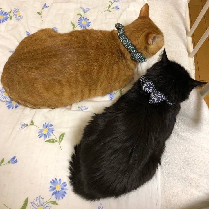 994dccc4 ee24 446f a2d1 9d5584a3f45d 1577398614469