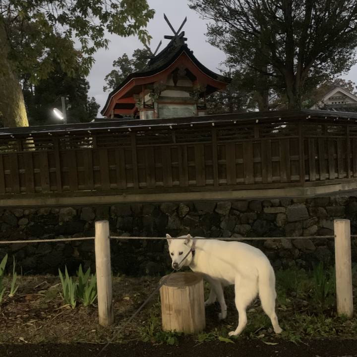 994f202b 955a 47ff 9ad7 62bb0136725f 1553947684549