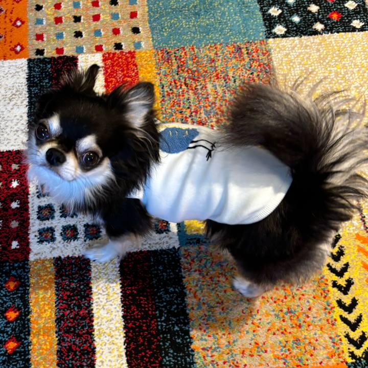 994f3ca8 7eb2 4936 a44d 8ca7e3c65161 1730653229801