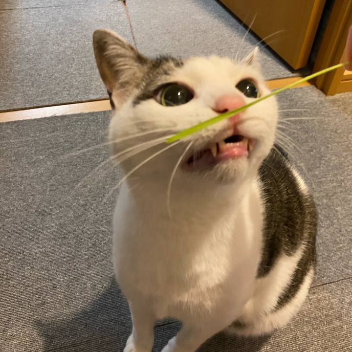 995235c4 e6c1 4866 966e ceafed140718 1774237660661