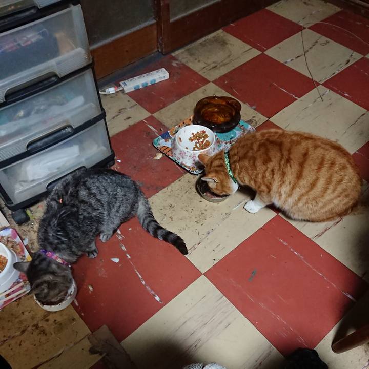 9954da68 0a26 4bba a1dd c6d9b50cf1a0 1582017272596