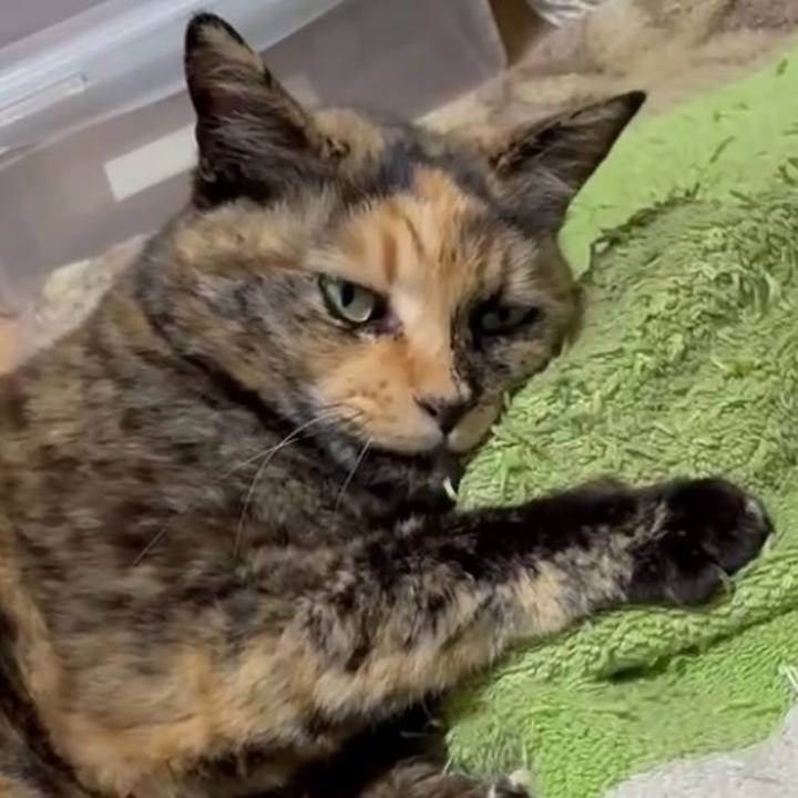 99590786 c27c 420c 9948 45cfe04f6666 1775160356980