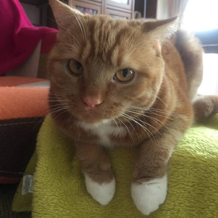 995913bc e31f 49cc ba73 b64c57bc5206 1530415277088