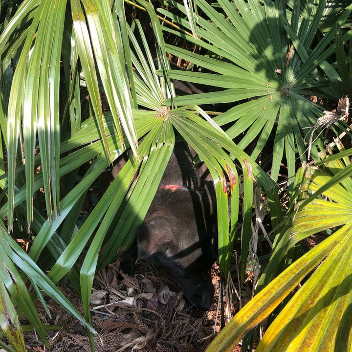 995a1420 9b83 4f7a 8d44 8d7fb4810f83 1557646267207