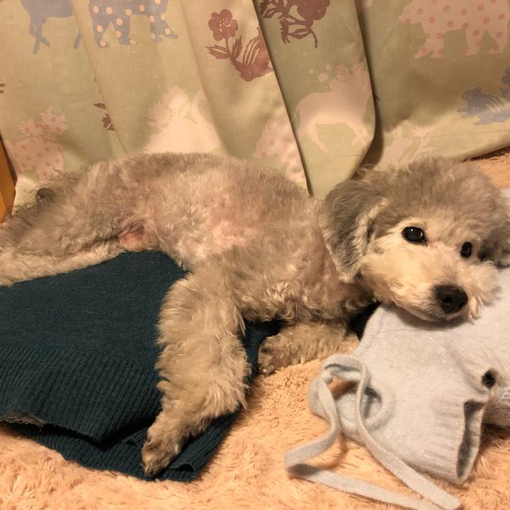 995db969 83c4 4dfd b3bb 333892a77dbd 1543933275029