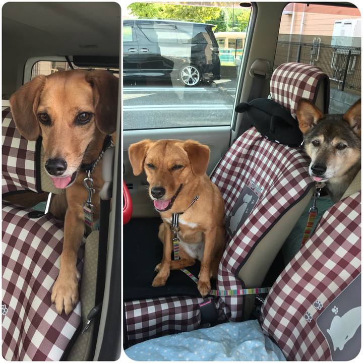 9960a4ea 1c85 40e9 ab8c 3a0bff8ed1f8 1534419190486