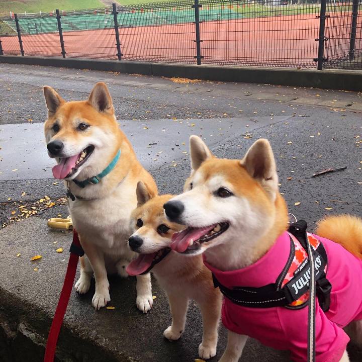 9961338c e482 428d a351 55a7828b6649 1596593259442