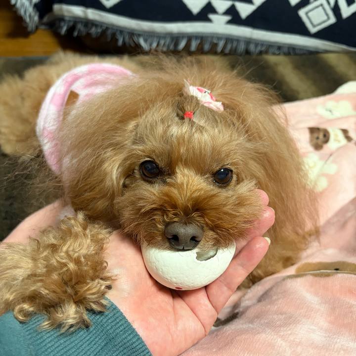 9962425b cd37 4e8d b5e7 afdf0c50cd55 1765797833714