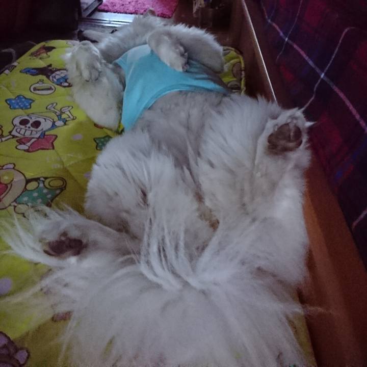 9963c049 7c06 4919 879d 72c15a57dc7a 1532470382707