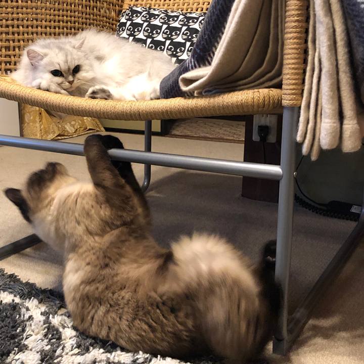 99655b1a 7f68 402d 9904 dc9e3d643afa 1619611997530