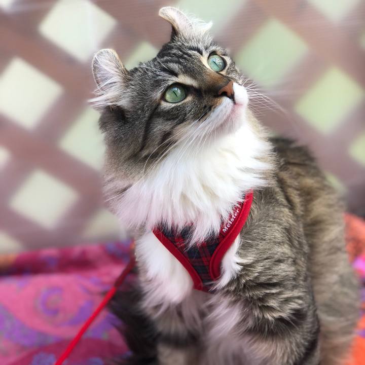 9967ad4a 8197 44d8 af16 503ffa3dd4f8 1526363338853