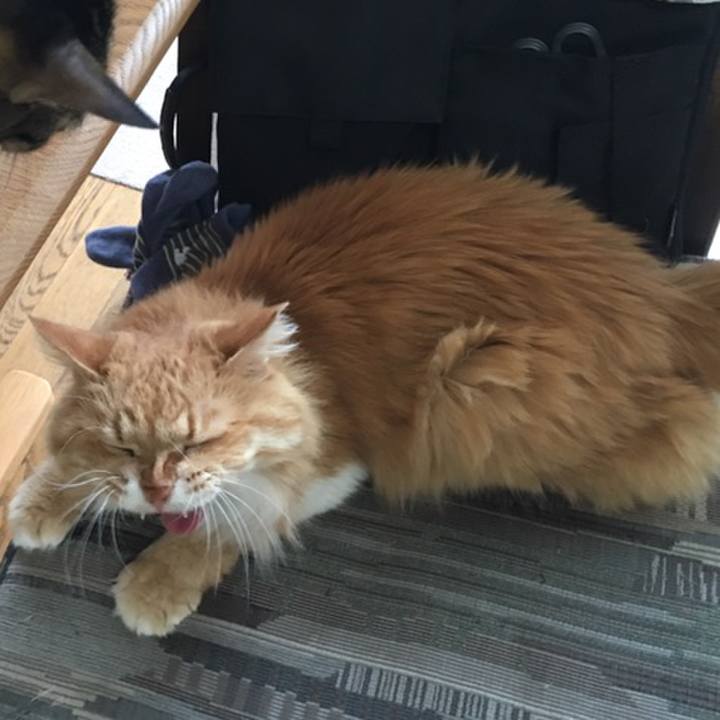 996f76ef cfec 44a6 a221 ca25ef721ee5 1558405405246