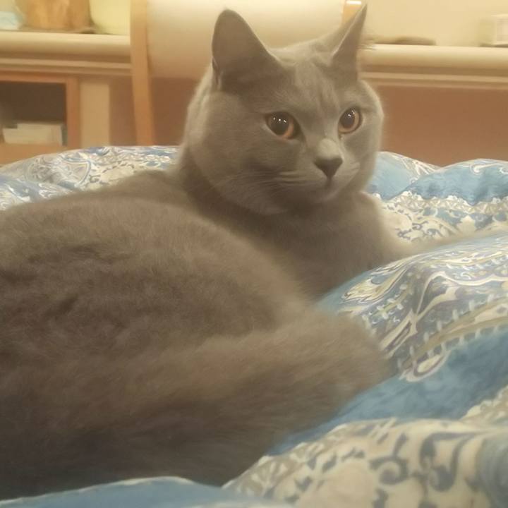 99734d1c dd45 4c6c bfdb aa8e99a49817 1541726503501