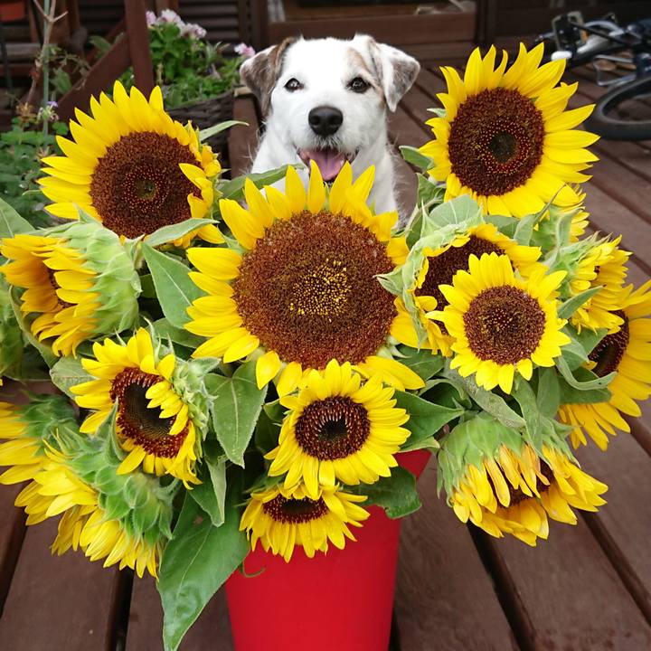 9977d361 2555 4a5f 807c d4cc5815a214 1536103491829