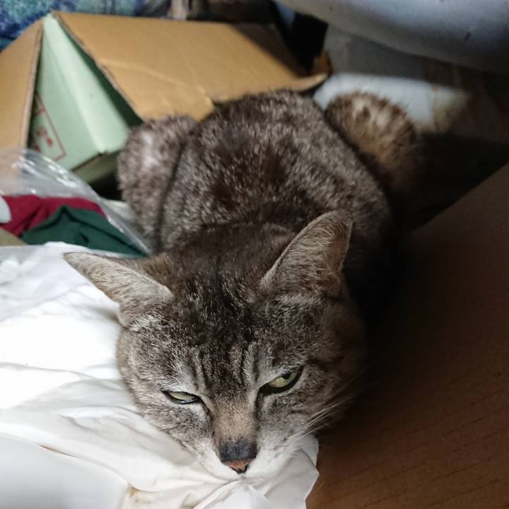 997fb036 72a3 4dff 8fe8 b8d699978e97 1559983976386