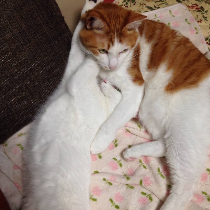 99890068 fd3a 4cf9 b9b5 c6684125c221 1508935880405