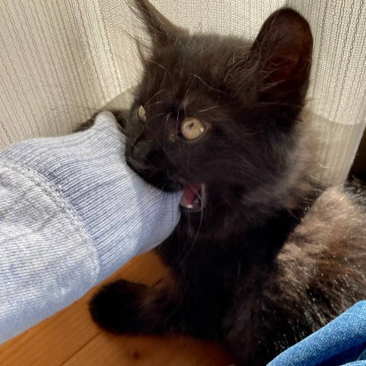 998c80f9 97f4 422a 9be1 9db4482f1f6e 1700458082358