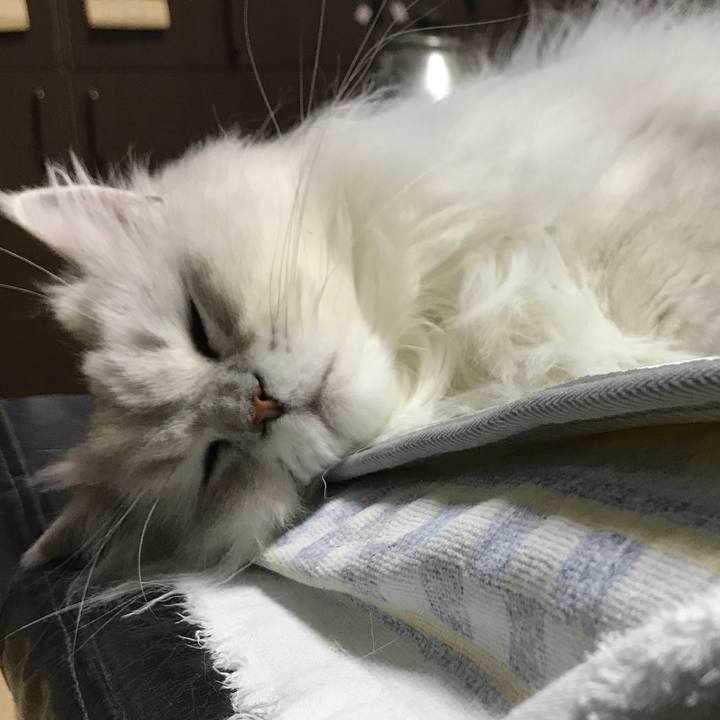 998e4b9a fe44 4cfe 8aa5 dfdf1c61e39e 1528797819125