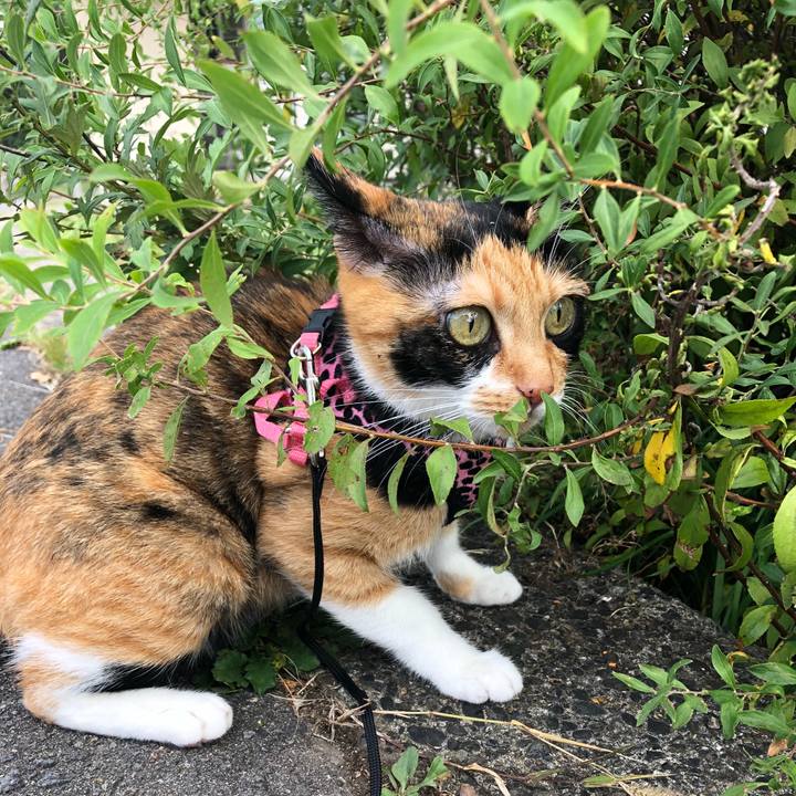 999290ec 8ef2 490a acf7 353c14a044e8 1538959308262