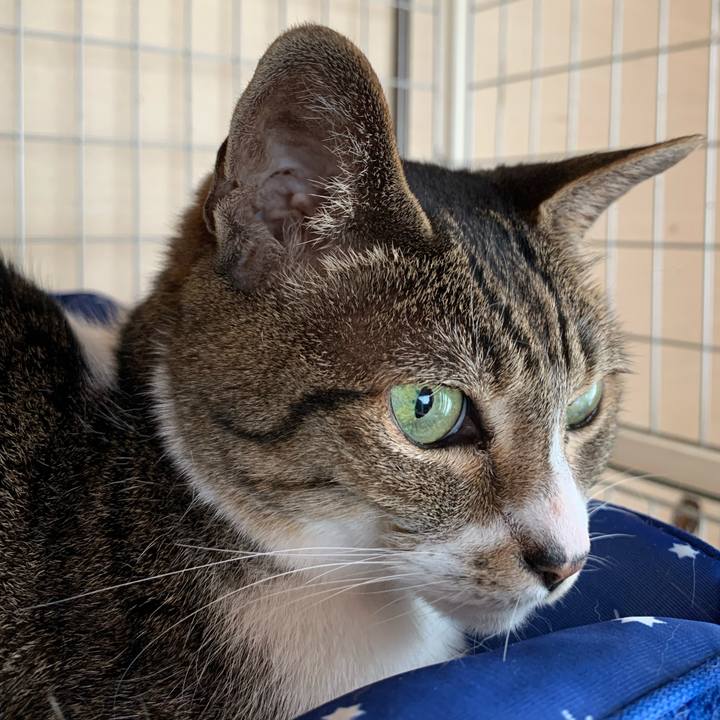 99932f4c 4820 433b b30e c8afe4af0398 1595207701324