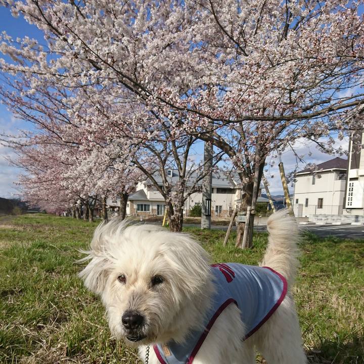 9993d3d1 ddee 49a9 ba83 4a9259b205d2 1586849846444