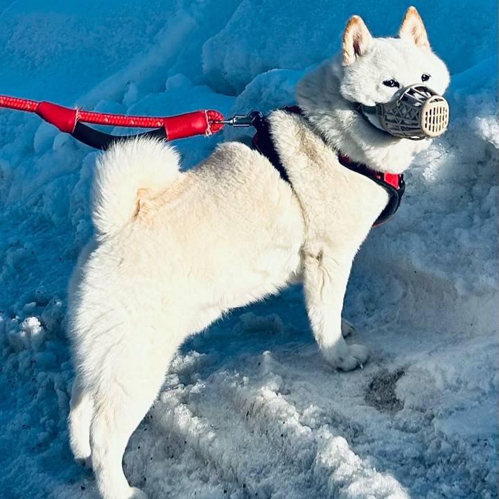 9994f4e5 2696 4201 95ad 8d2965fac3f2 1710283237937