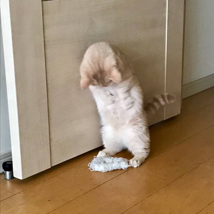 99954507 e7e9 4202 bd50 f8c831aaa19e 1523675258280