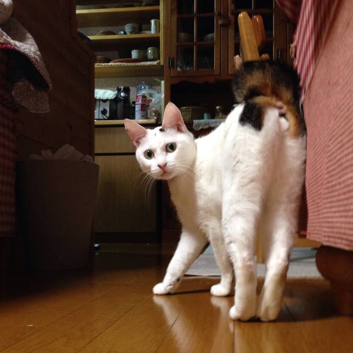 999cc5b5 92b0 4bcc ae7e a000bb5e79cc 1508500753789