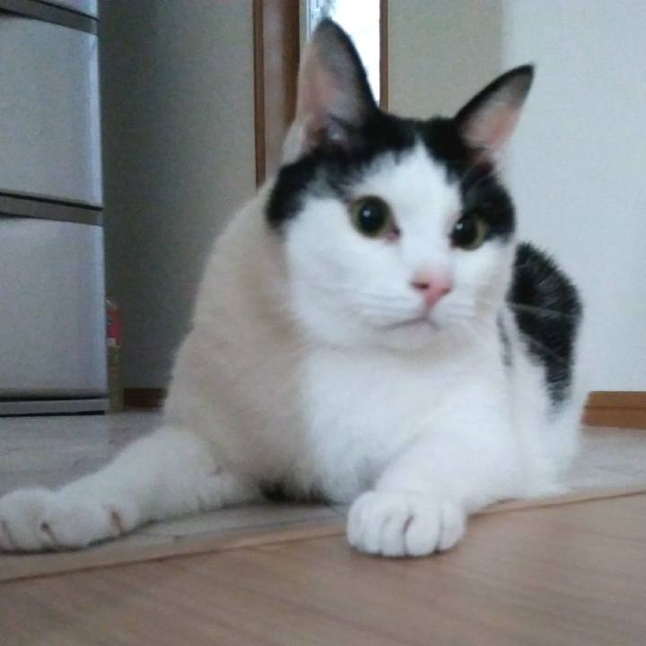 999cd6fa 4589 4ae5 b62b e20ee73ab92f 1555844608602