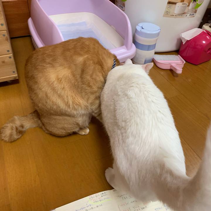 999d066d 9eb8 4e21 a540 ab0635810019 1588973810526