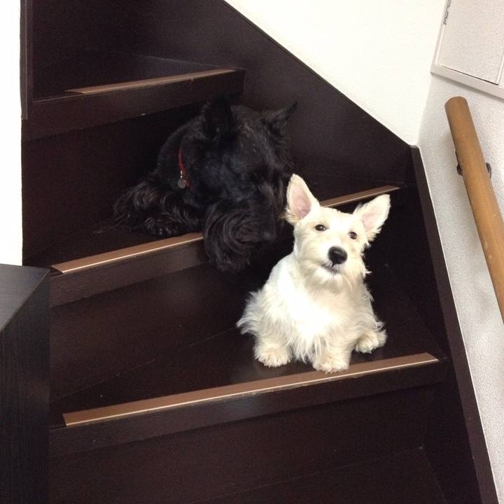 999fcfdf 1fdc 4851 946e d1b3fde5897c 1533337911885