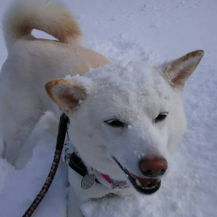 99a002e8 30bc 4f61 8308 732959b9d18b 1517281135916