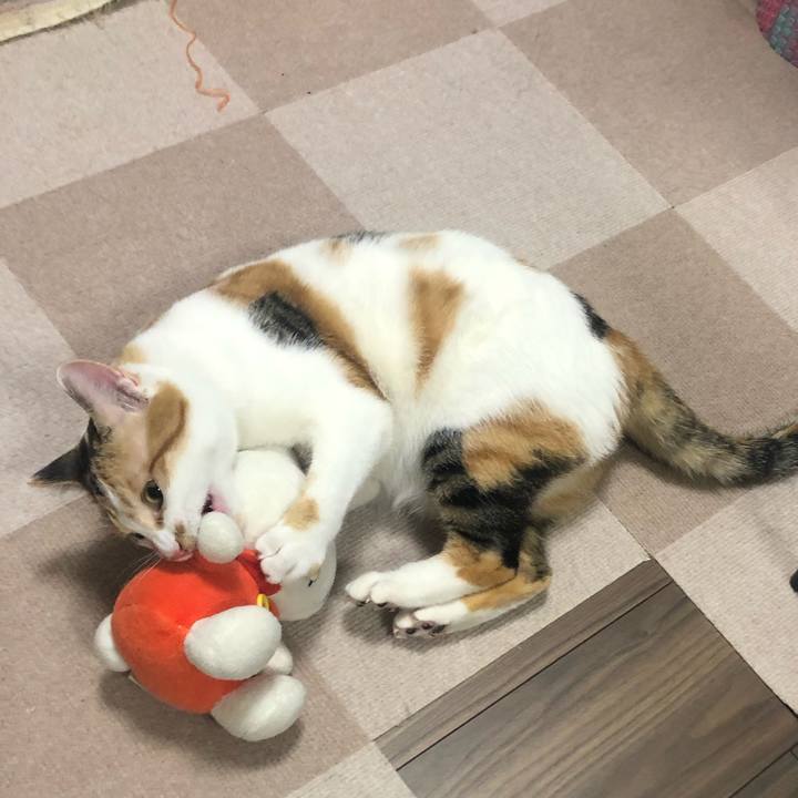 99a13c17 218e 4d2e 89e1 0f1d6515cc3d 1587303791761