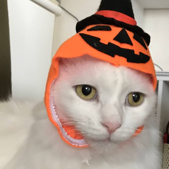 99a1dfa6 fee3 49fe ac5a 1663935a419a 1572349725537