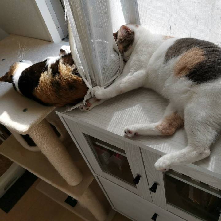 99a475a4 bc40 452b 8dde 0feec9b2721d 1619063096380