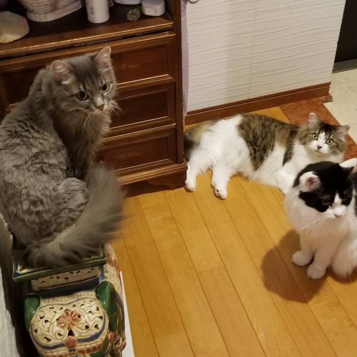 99a487ee fc00 4070 8b68 926e19a1f447 1595156254766