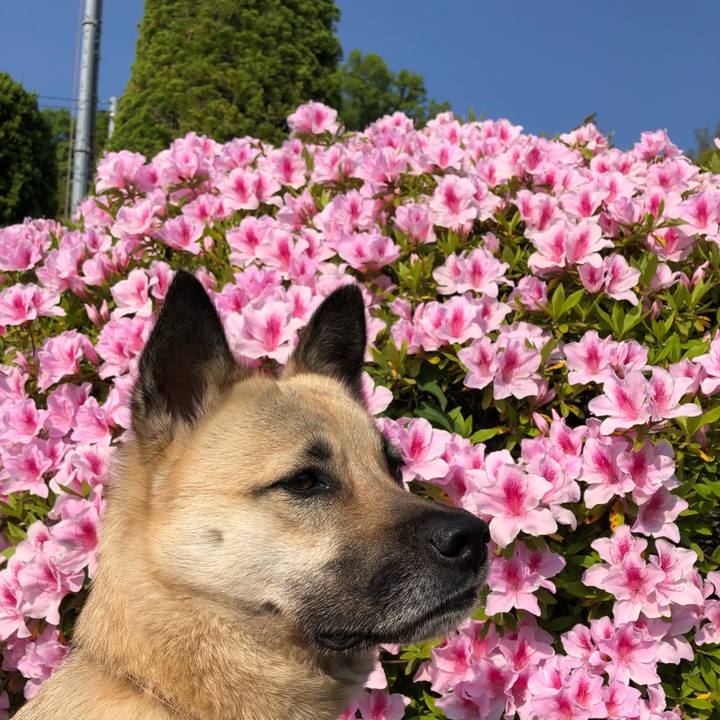 99a7396b f922 4741 bdee c42b08900445 1524992983390