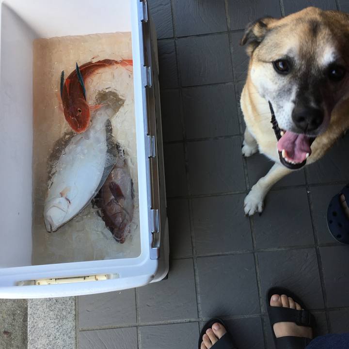 99a95a82 7f04 4001 8d34 ae5a2084816c 1535183773015