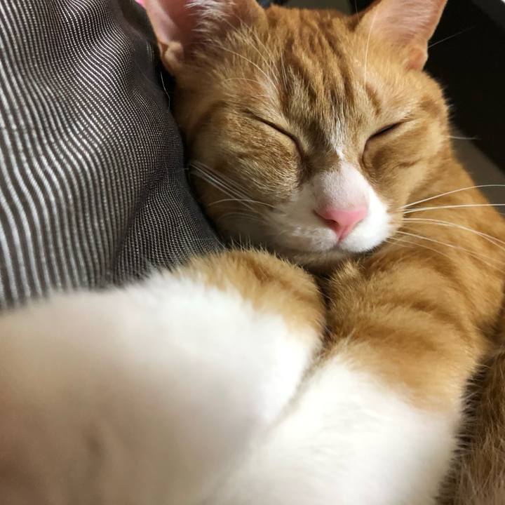 99aa56ca 4d20 4bee adac df8cf08ba4ef 1589669140999