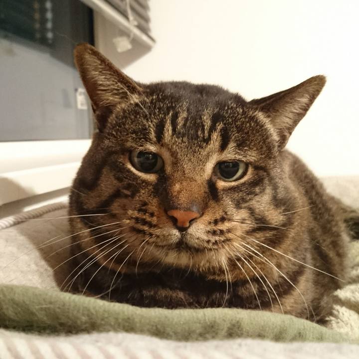 99ac79f7 c8ee 41ab bf6c bfe4b9f34847 1541669188461