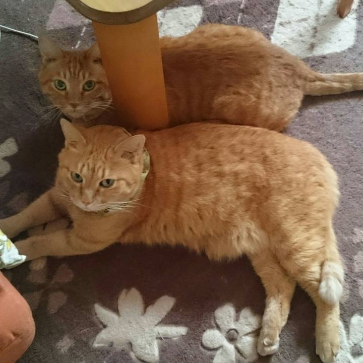 99b0458d 23f6 40f4 8688 577017fb254a 1510630482744