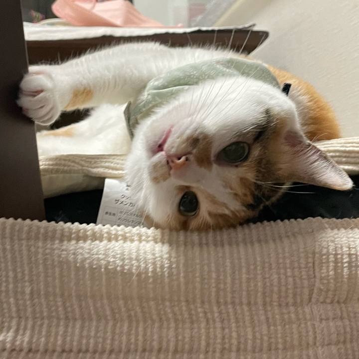 99b34a8c d33e 4dce ba6f 595b24ac23ab 1684766490786