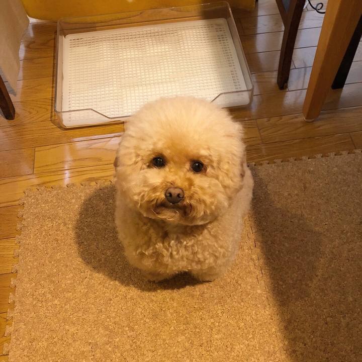 99ba8dd1 7f4a 4640 803d d2f766a09edc 1512021160471