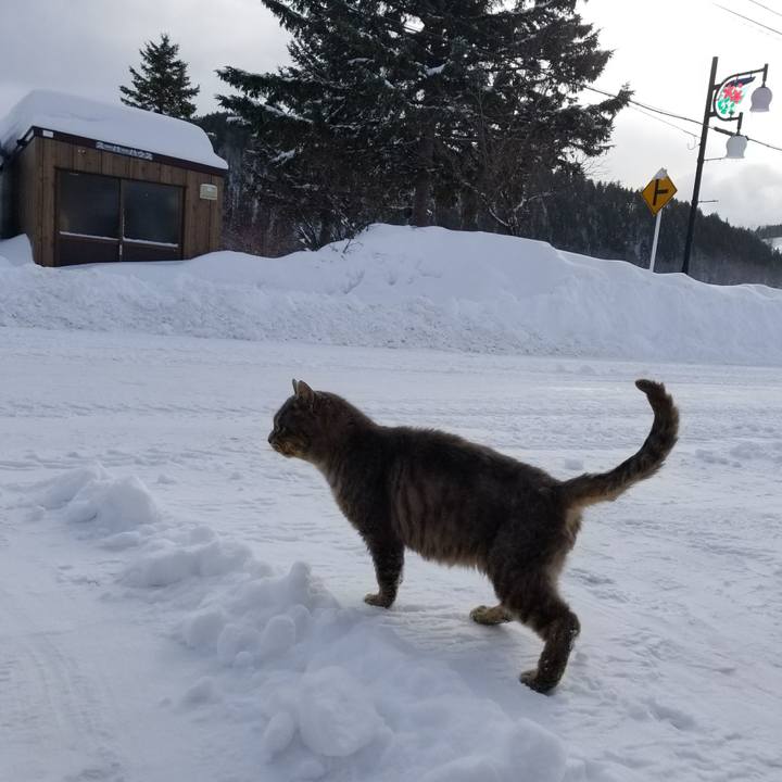 99bb94e9 d2aa 4db9 b17a 2352376ea054 1520346515835