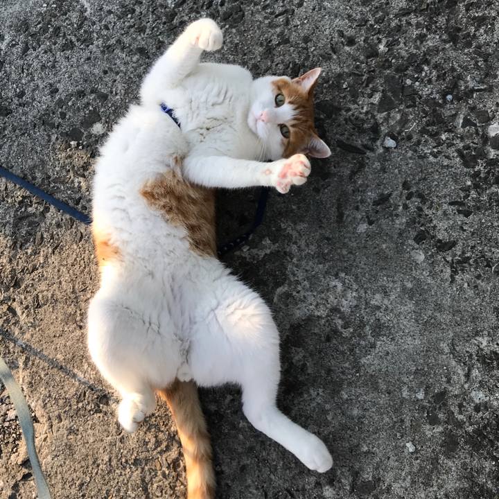 99bc124c bc48 44ae a045 32ea6392447e 1528017752557