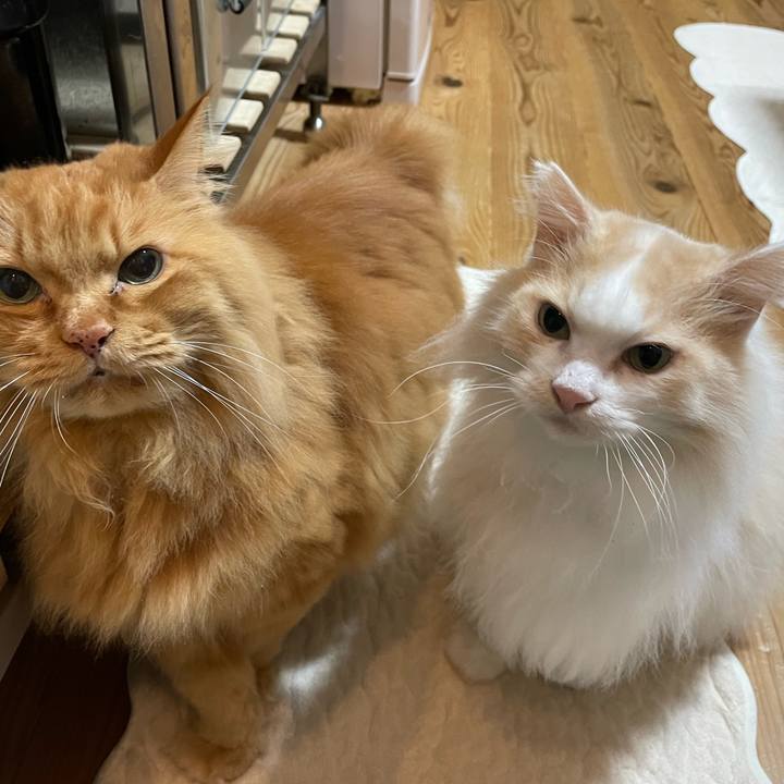 99bce694 fa85 438d 9b9d 2fd82ed0d486 1702588874479