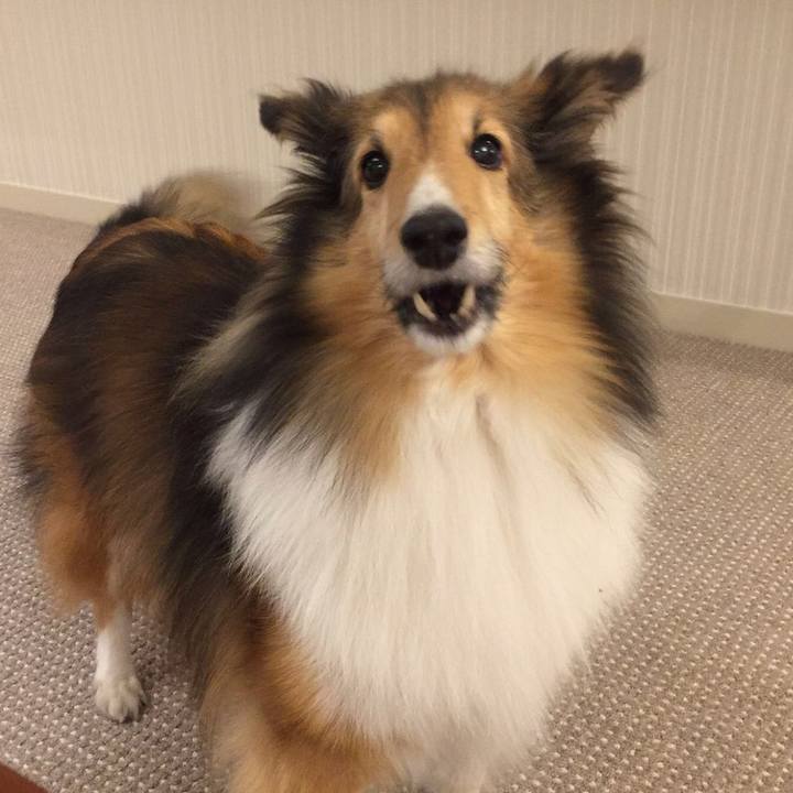 99bd9b41 025c 463d 89ca ffe34b9013c8 1514648010052